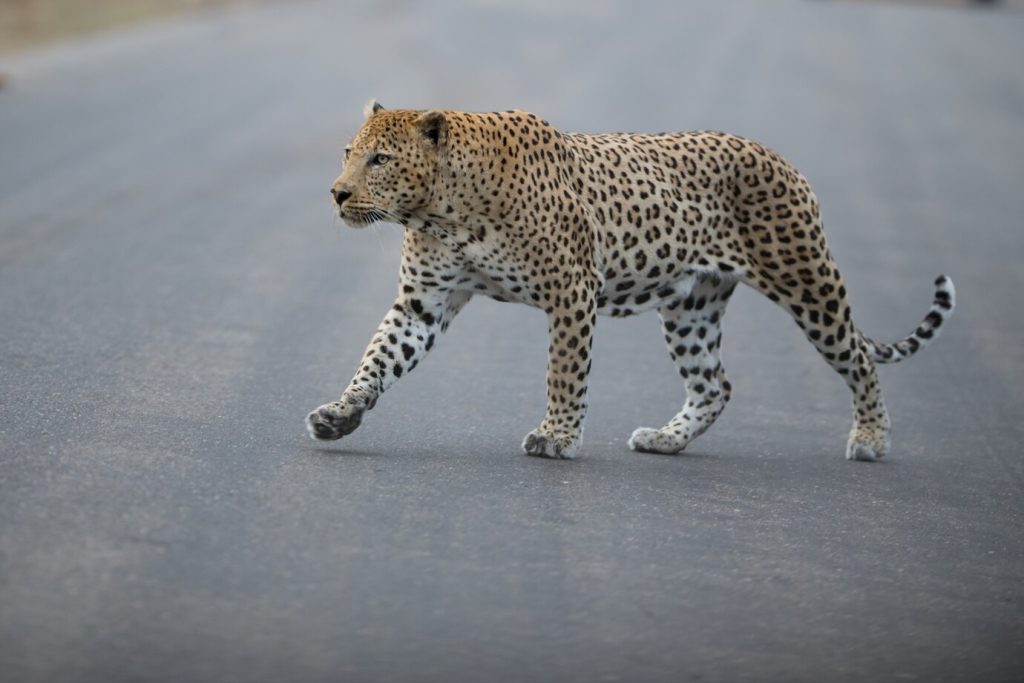 how fast can a cheetah run