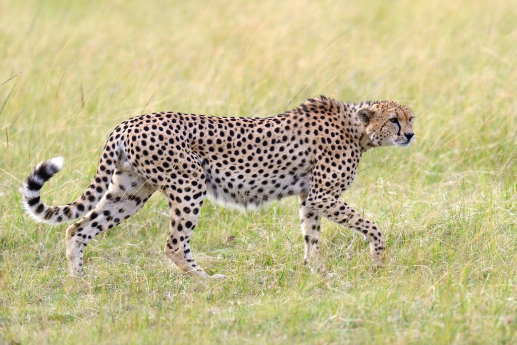 Why Are Cheetahs So Fast