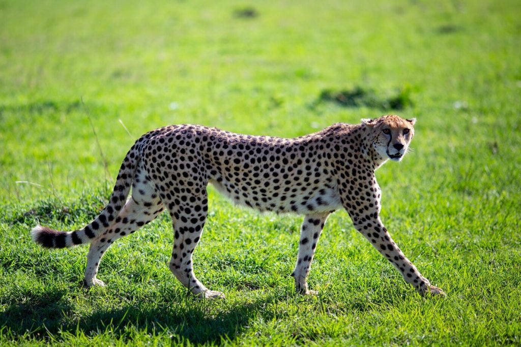 How Do Cheetahs Use Their Speed