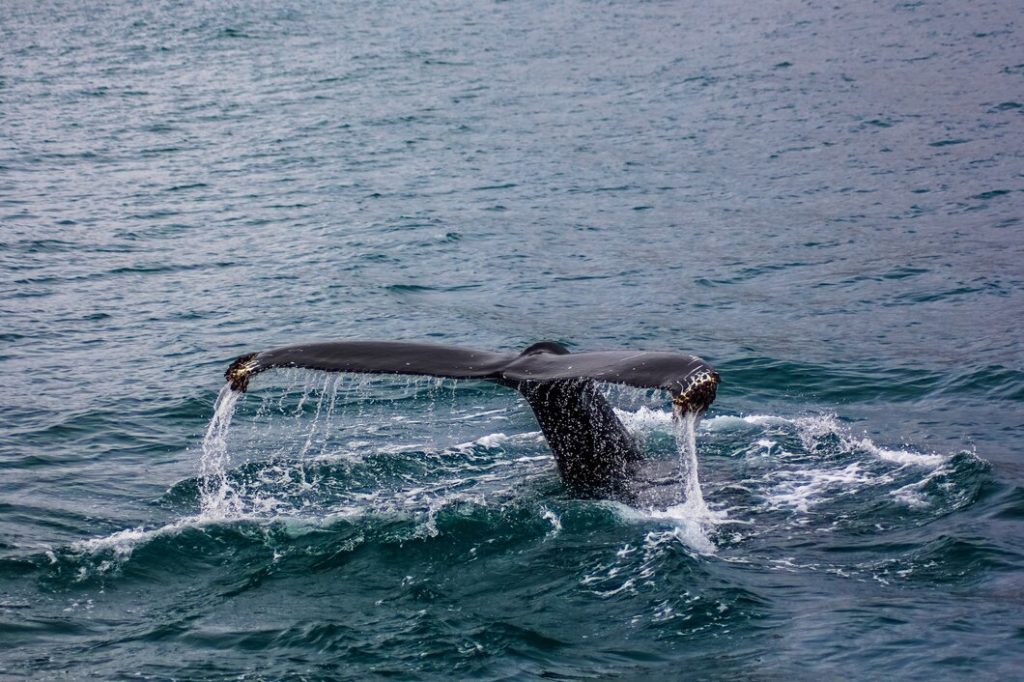 how long can whales hold their breath